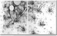 Drawing 7 by Susana Sori. Large mural size diptych, graphite on Arches hot-pressed paper. Fine Art by Sor 