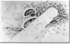 Large Drawings: Drawing Six by Susana Sori. Large mural size, graphite on Arches hot-pressed paper, 8.5 feet by 5 feet. Fine Art by Sor